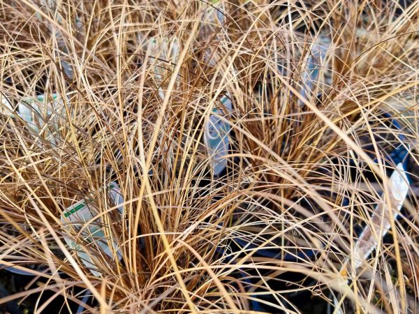 Carex Bronze