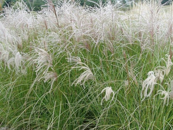 Maiden Grass Chinese Silver Grass