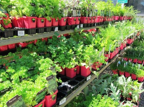 Assorted Herbs