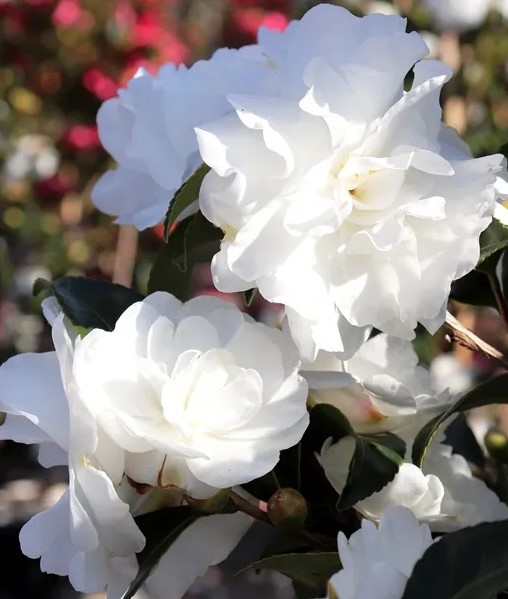 Camellia sasanqua Avalanche