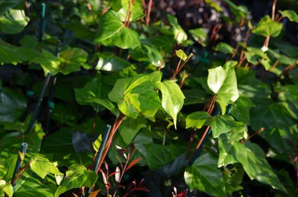 Canary Island Ivy