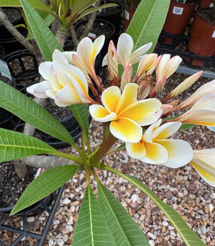 Frangipani-flower Frangipani Melbourne
