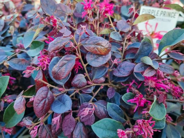 Chinese Fringe Flower Purple Prince