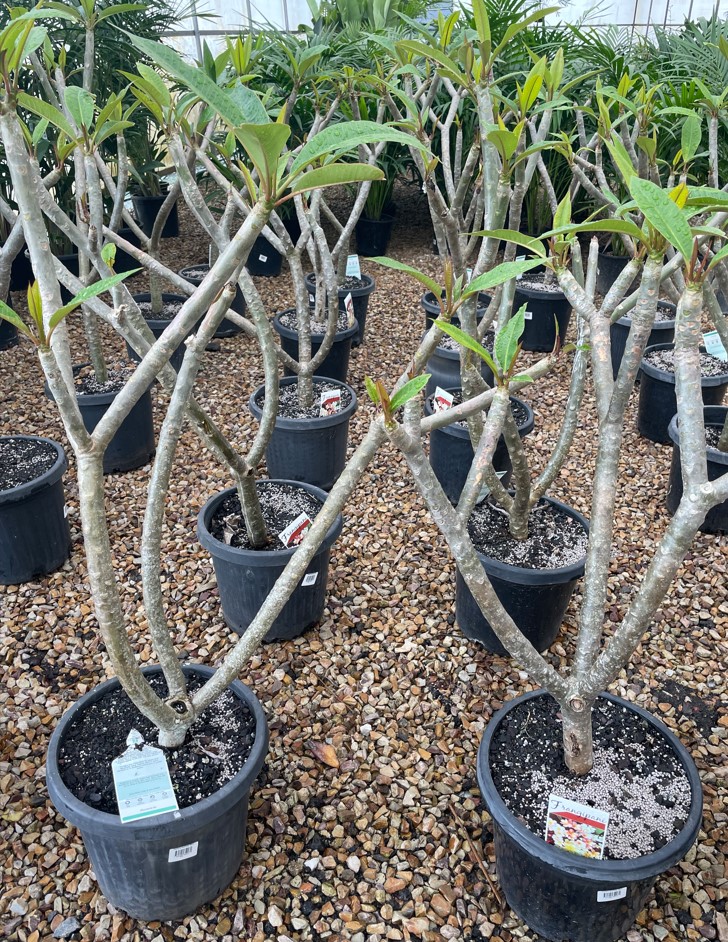 Frangipani (Syn Plumeria rubra) Plants for Spaces
