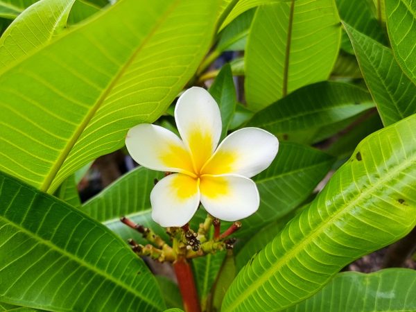 Flowering Frangipani