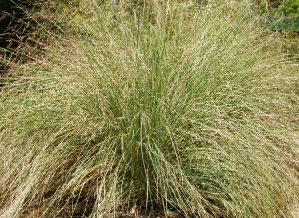 Soft Tussock Grass