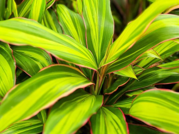 Cordyline Kiwi