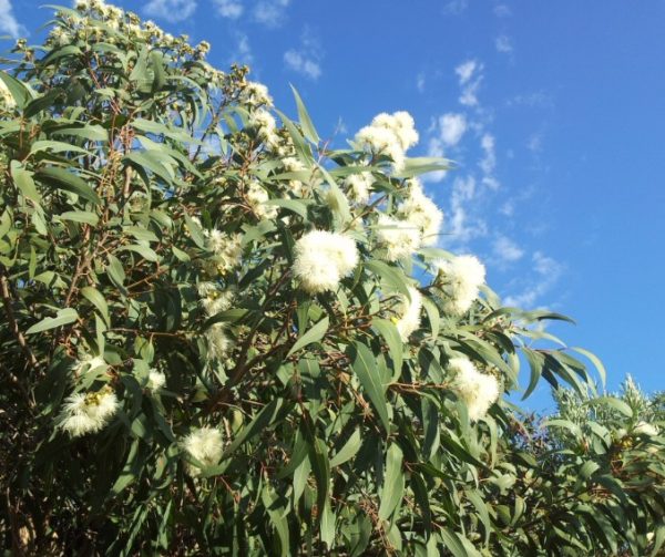 Corymbia eximia Nana Dwarf Yellow Bloodwood