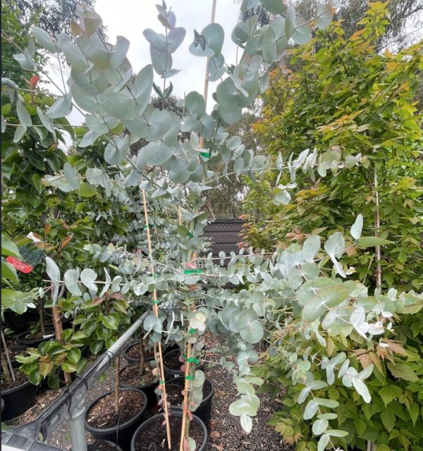 Eucalyptus cinerea Silver Dollar Tree