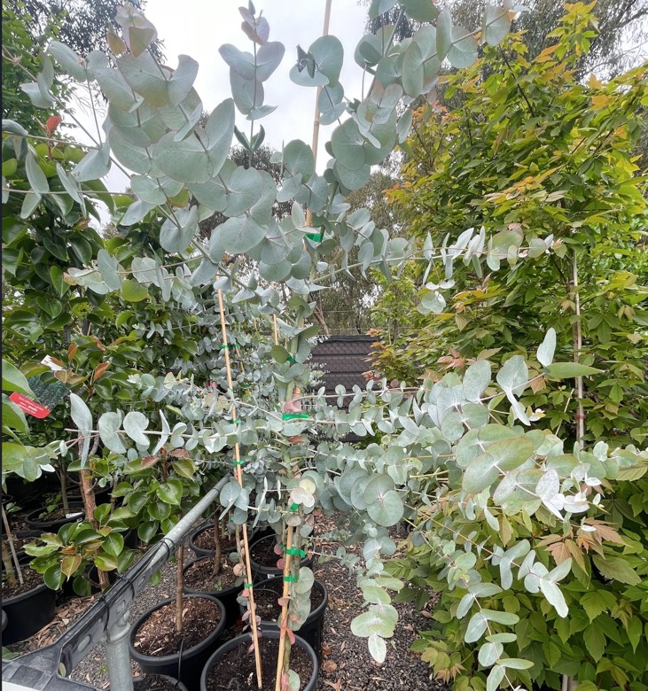 Eucalyptus Cinerea Plants For Spaces