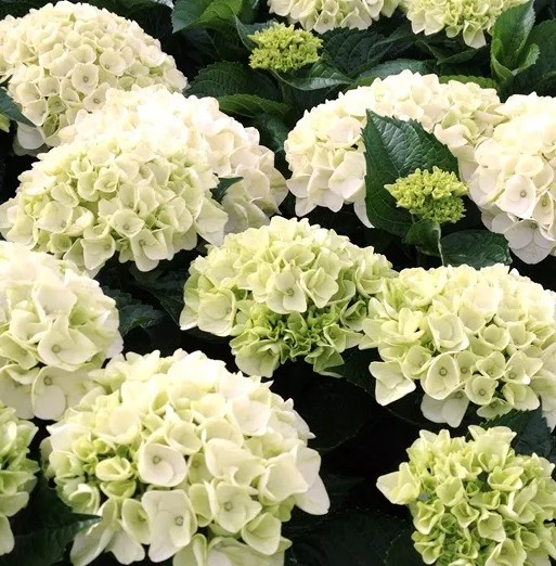 Hydrangea White Ball