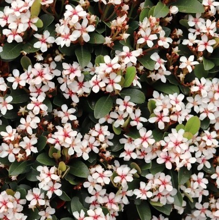 Indian Hawthorn Spring Pearl