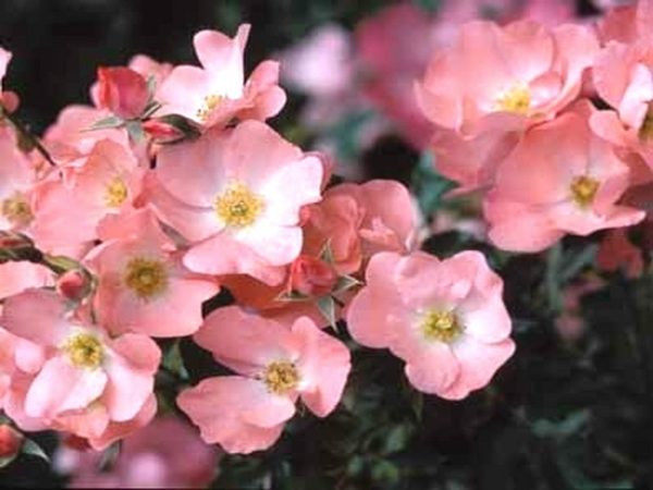 Carpet Flower Rose Coral