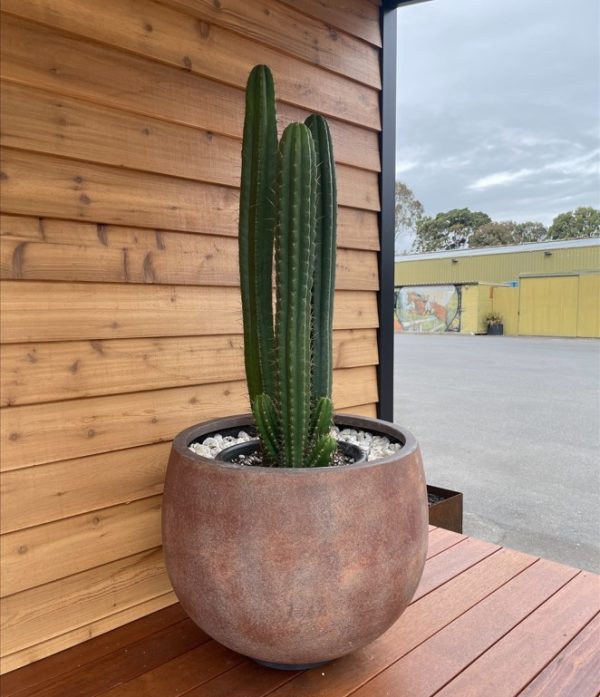 San Pedro Cactus