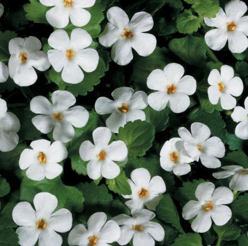 Bacopa