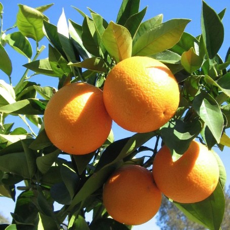 Valencia Orange Tree