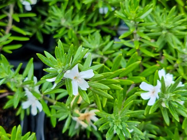 Westringia Low Horizon Coastal Rosemary