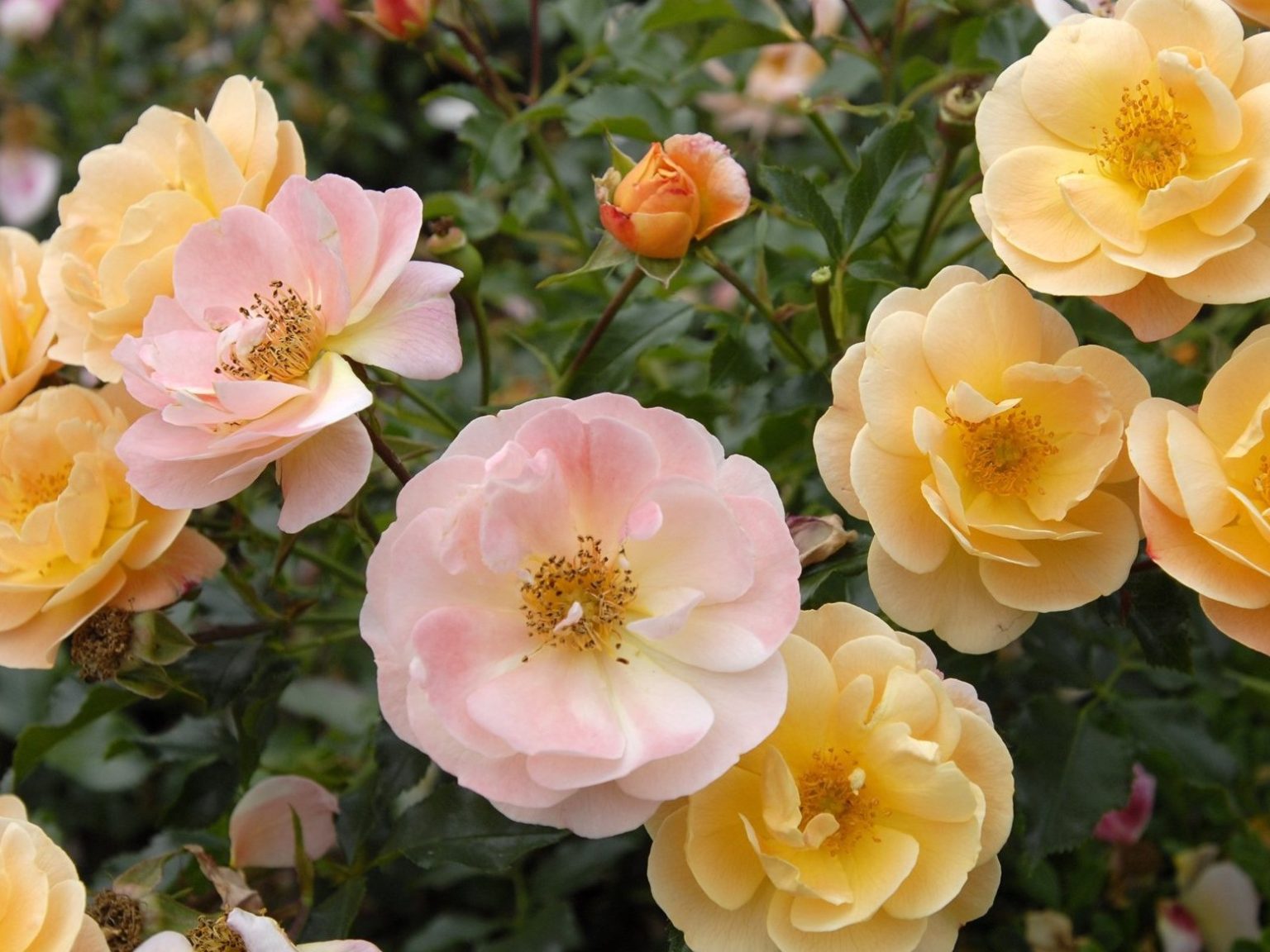 Rose Flower Carpet Amber - Plants for Spaces