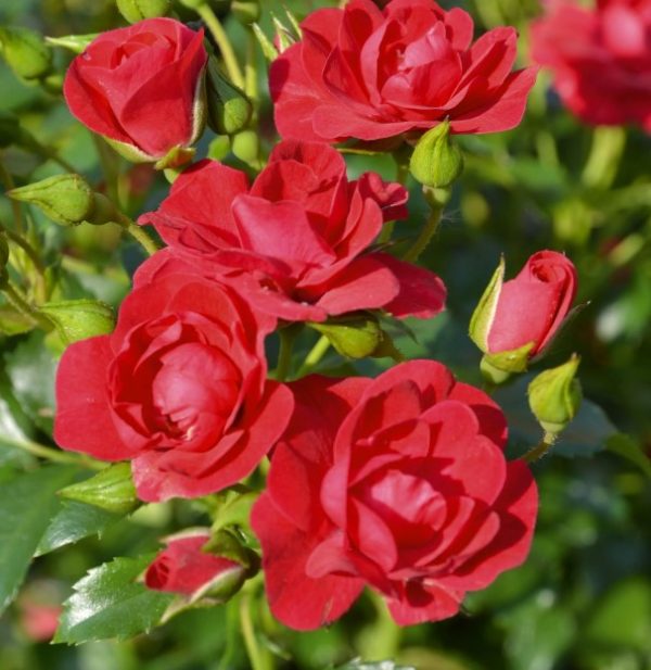 Carpet Flower Rose Mini Cherry