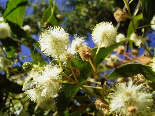 Acacia Implexa Lightwood