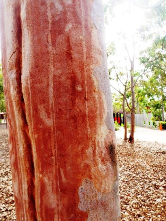 Sydney Red Gum