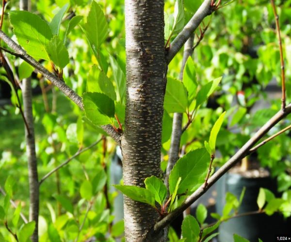 Black River Birch