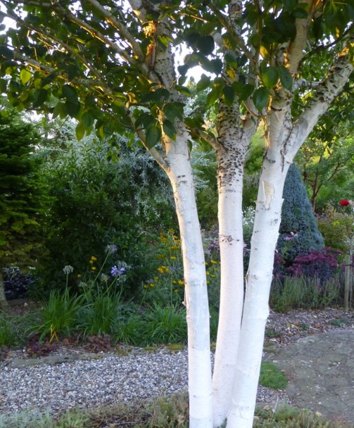 Himalayan White Barked Birch