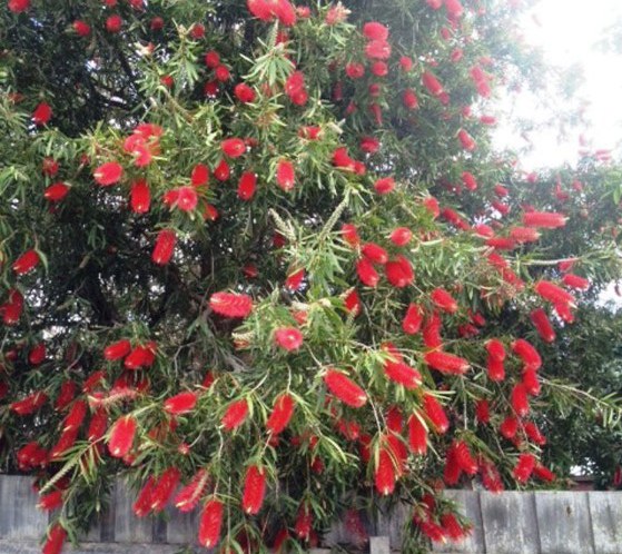 Bottlebrush Harkness