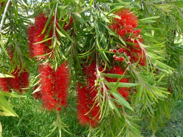 Weeping Bottlebrush