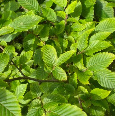 Common Hornbeam