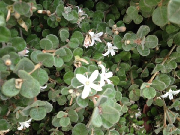 Correa Alba Compacta