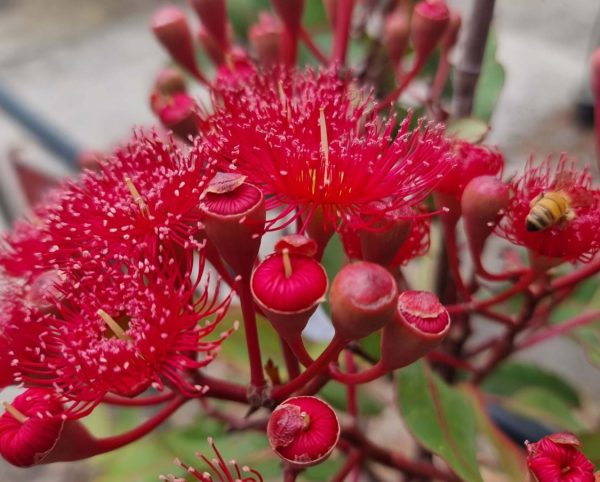 Corymbia-ficifolia-Wildfire