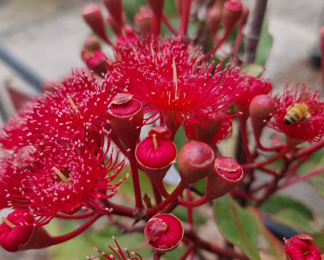 Corymbia-ficifolia-Wildfire