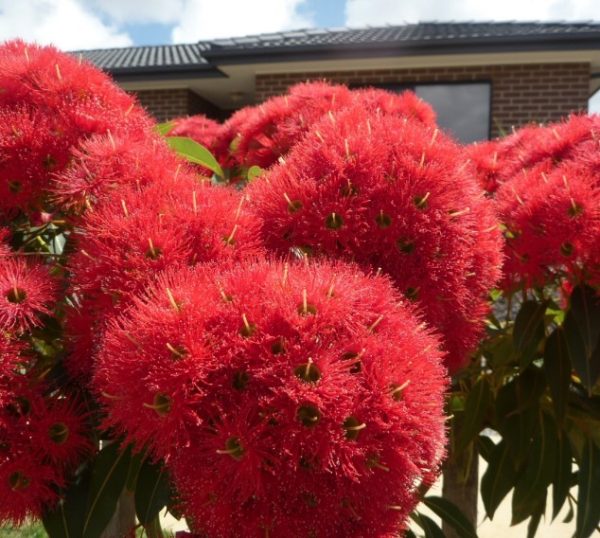 Corymbia Wildfire