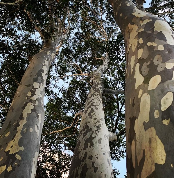 Spotted Gum