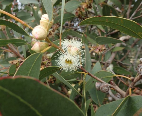 Eucalyptus Cup Gum