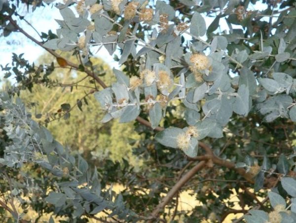 Victorian Silver Gum