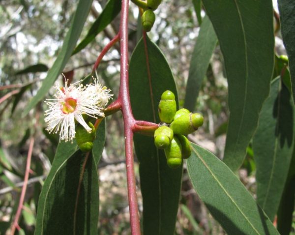 Long Leaved Box