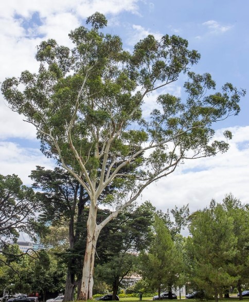 Flooded Gum