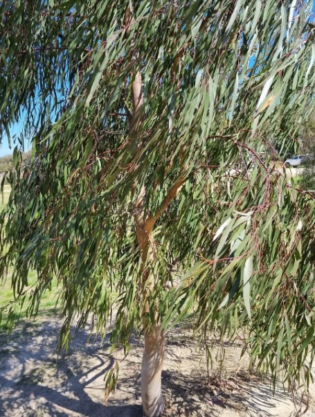 Wallangarra White Gum