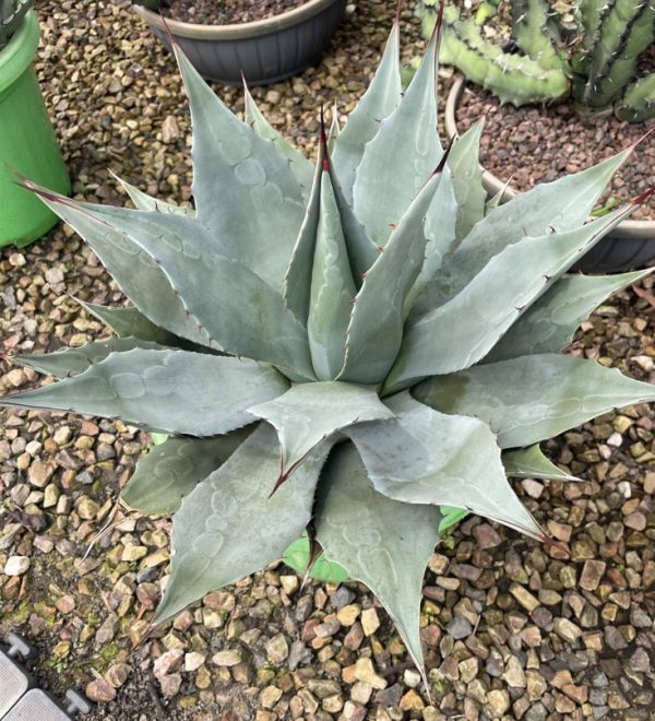 Agave hardiana Harvard 30cm pot