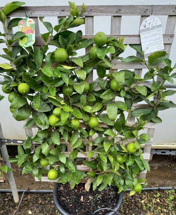 Tahitian Lime Espalier 40cm