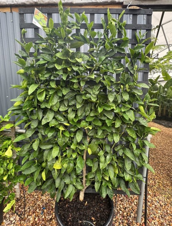 Lime Tree Espalier