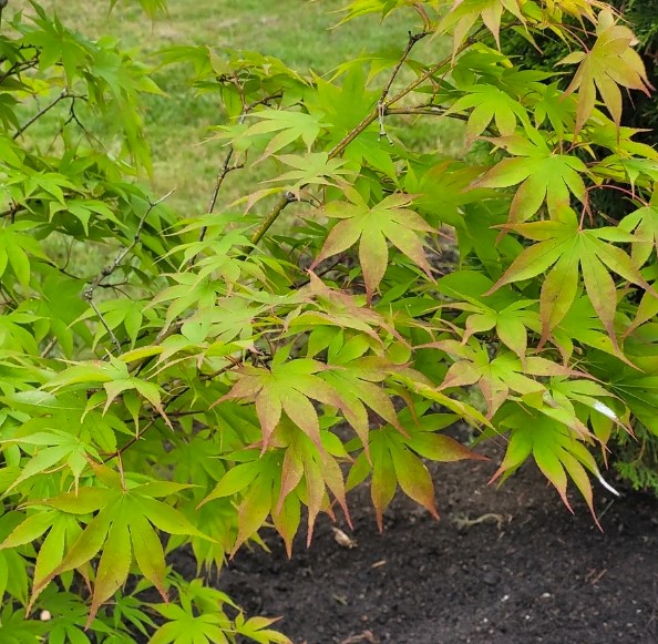 Upright Japanese Maple Osakazuki