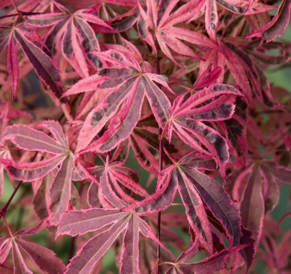 Japanese Maple Tree Shirazz