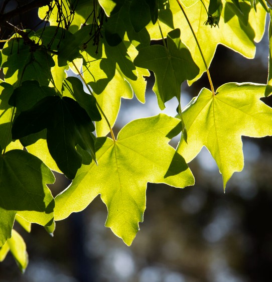 Field Maple Tree