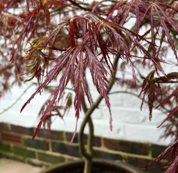 Weeping Japanese Maple Heartbeat