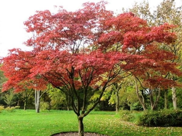 Upright Japanese Maple Osakazuki