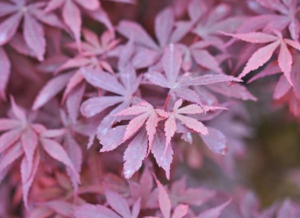 Dwarf Japanese Maple Tree Skeeters Broom