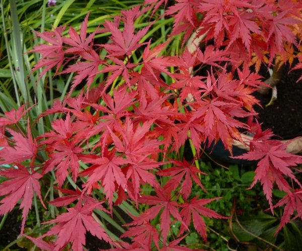 Japanese Maple Tree Wou Nishiki